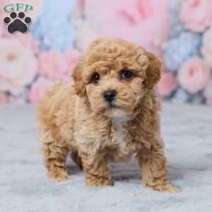 Petunia, Bich-Poo Puppy